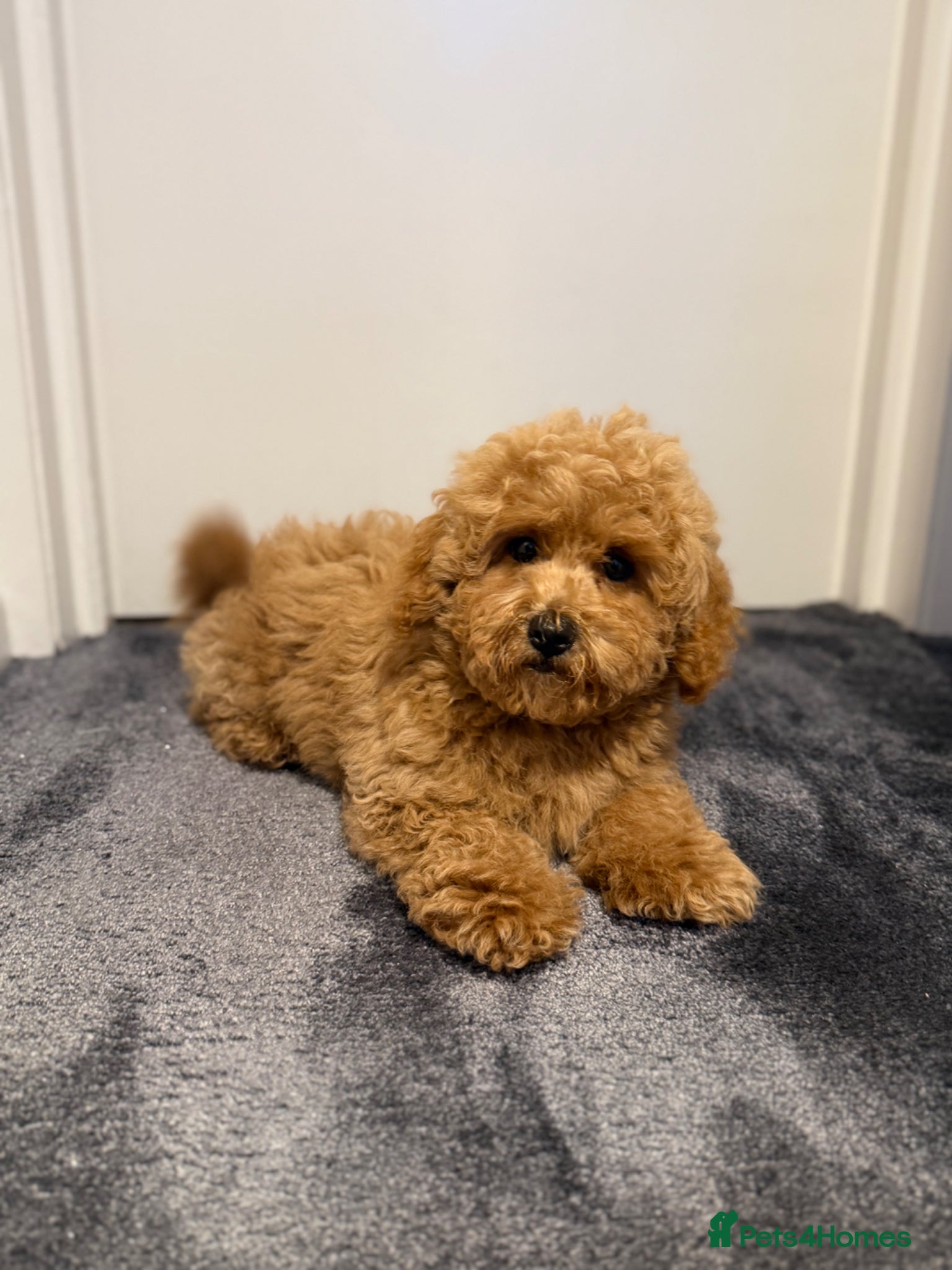 Maltipoo dogs for sale: Beautiful Red Maltipoo puppies for sale  - Advert 15