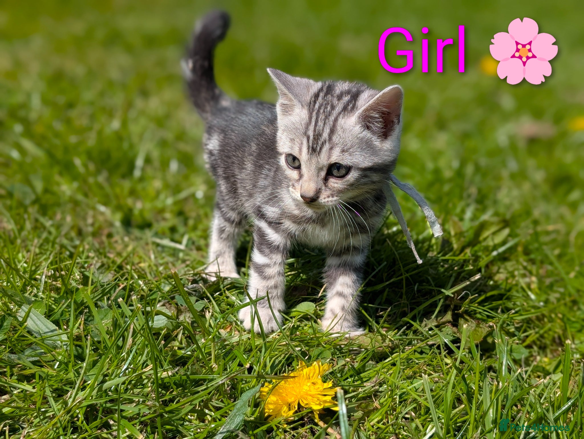 Bengal cats Glitter Bengal |TICA| Silver |Health Tested| - Advert 1