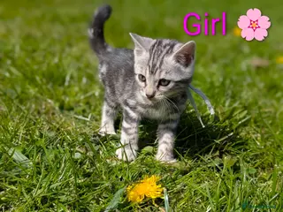 Bengal cats Glitter Bengal |TICA| Silver |Health Tested| - Advert 1