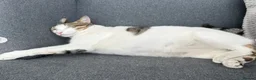 Mixed Breed cats for adoption: Female Cat for Adoption - Advert 5