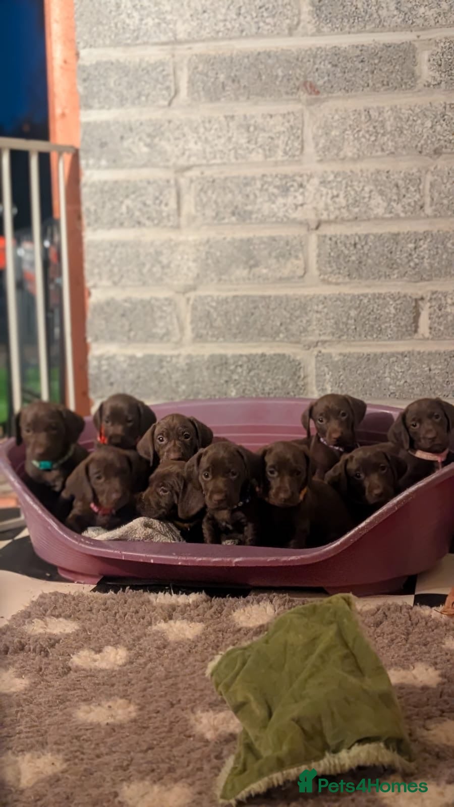 Mixed Breed dogs German pointer cross dashchund - Advert 2