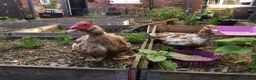 Waterfowl poultry for sale: Chocolate brown Bonded Breeding pair Muscovy ducks - Advert 3