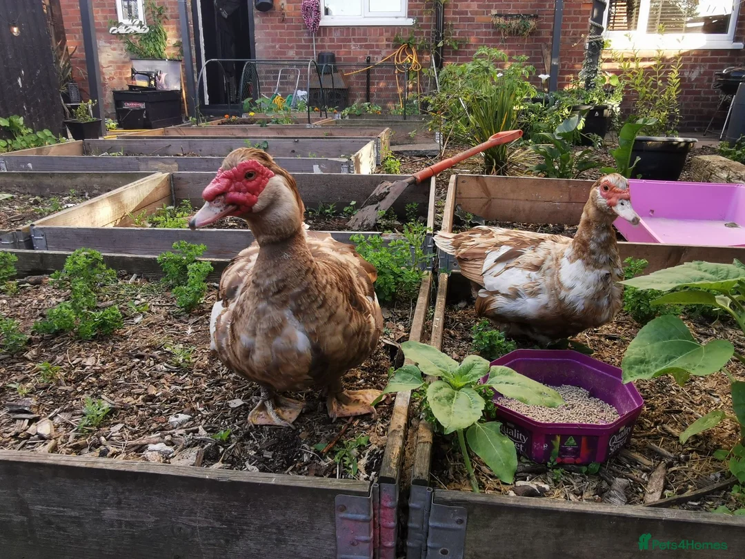 Waterfowl poultry for sale: Chocolate brown Bonded Breeding pair Muscovy ducks - Advert 3