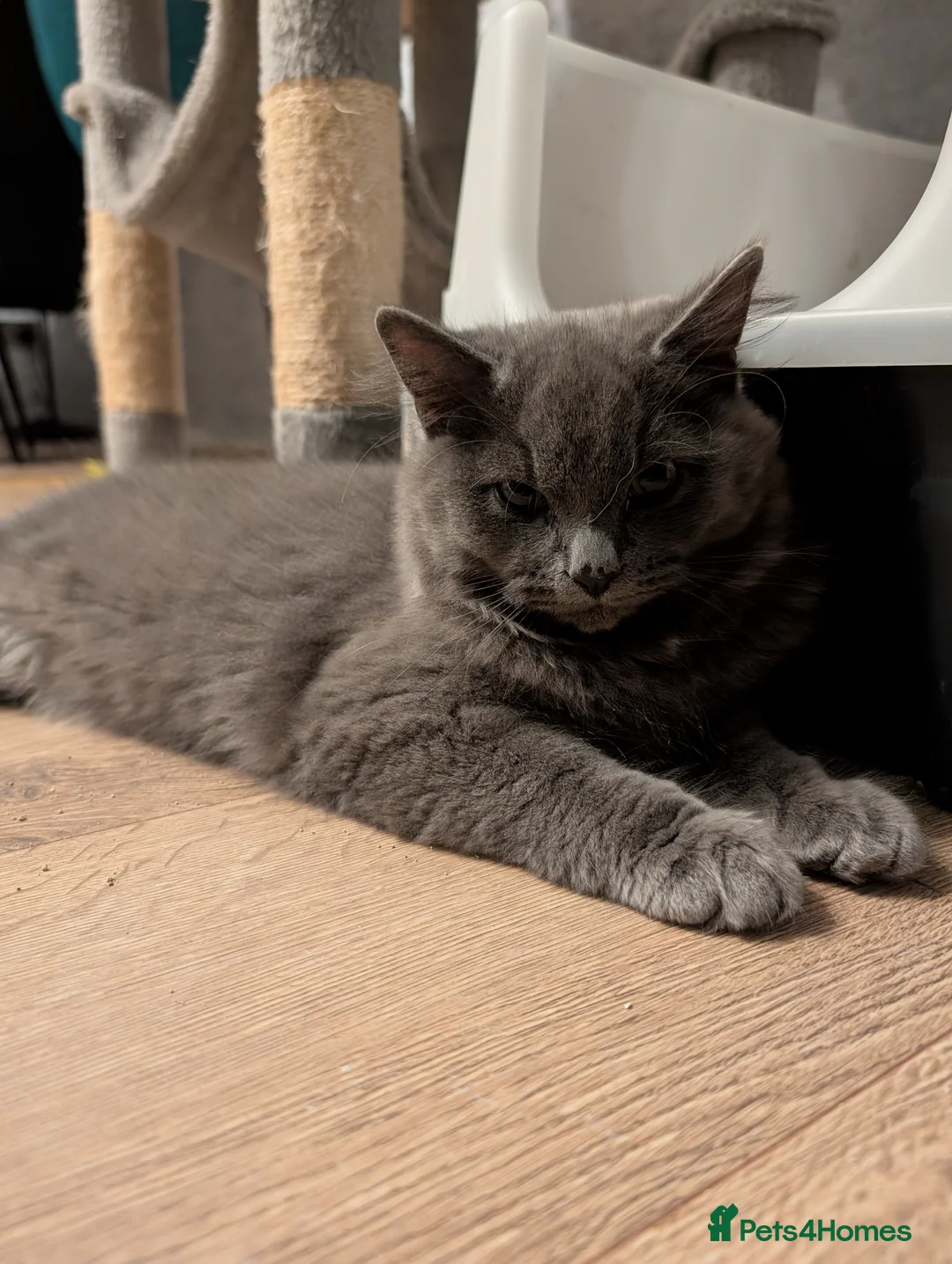 Mixed Breed cats for sale: Beautiful Ragdoll x British Shorthair Boy - Advert 2