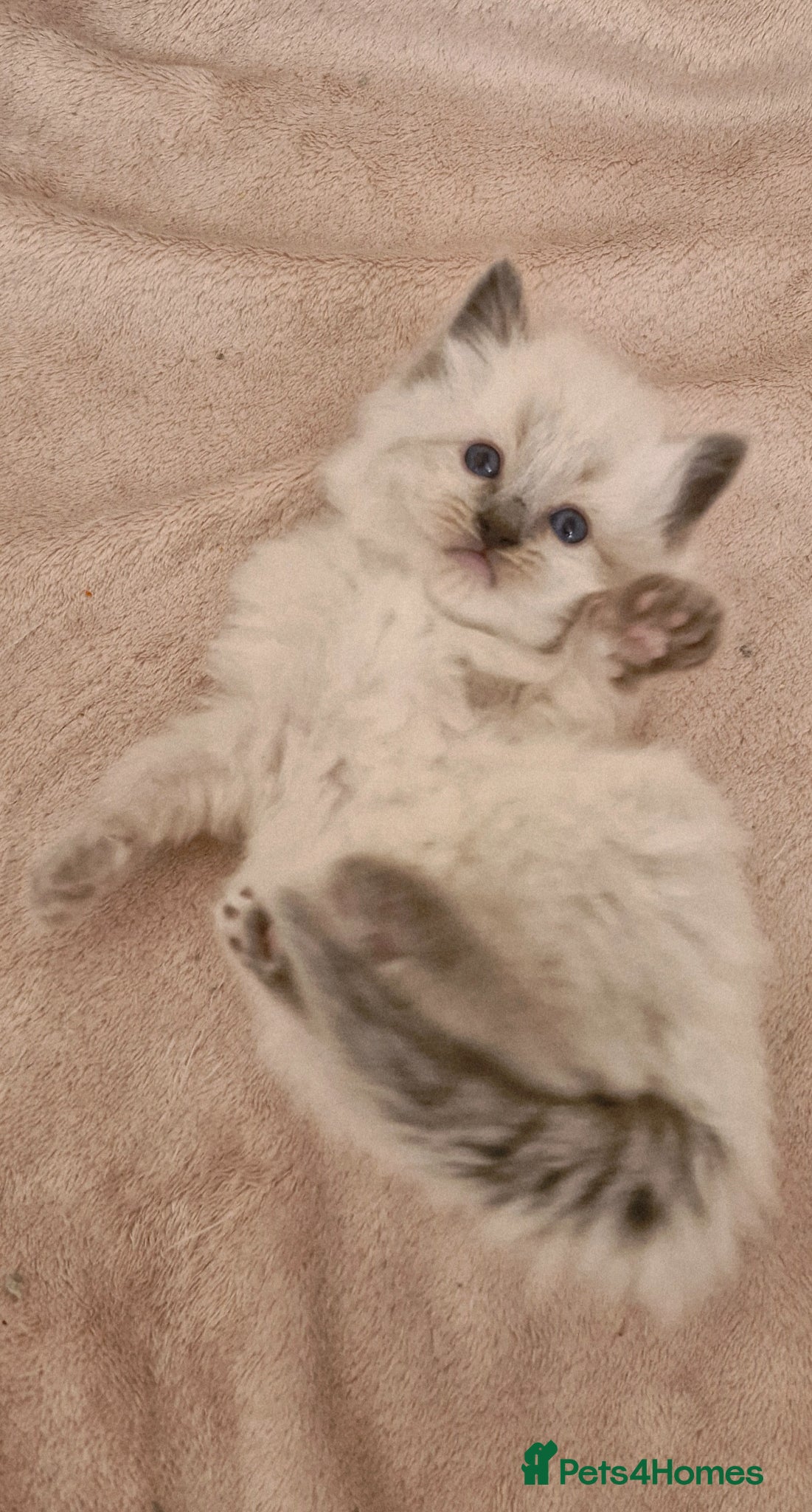 Ragdoll cats One girl left. Ready 2nd June  - Advert 17