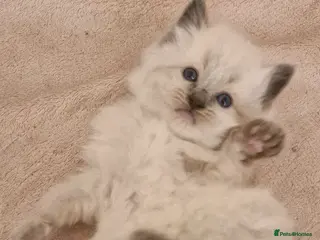 Ragdoll cats One girl left. Ready 2nd June - Advert 17