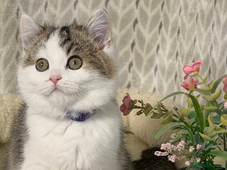 British Shorthair cats British shorthair golden tricolour TICA - Advert 10