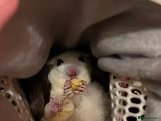 Sugar Glider rodents selling both sugar gliders in West Drayton - Advert 1