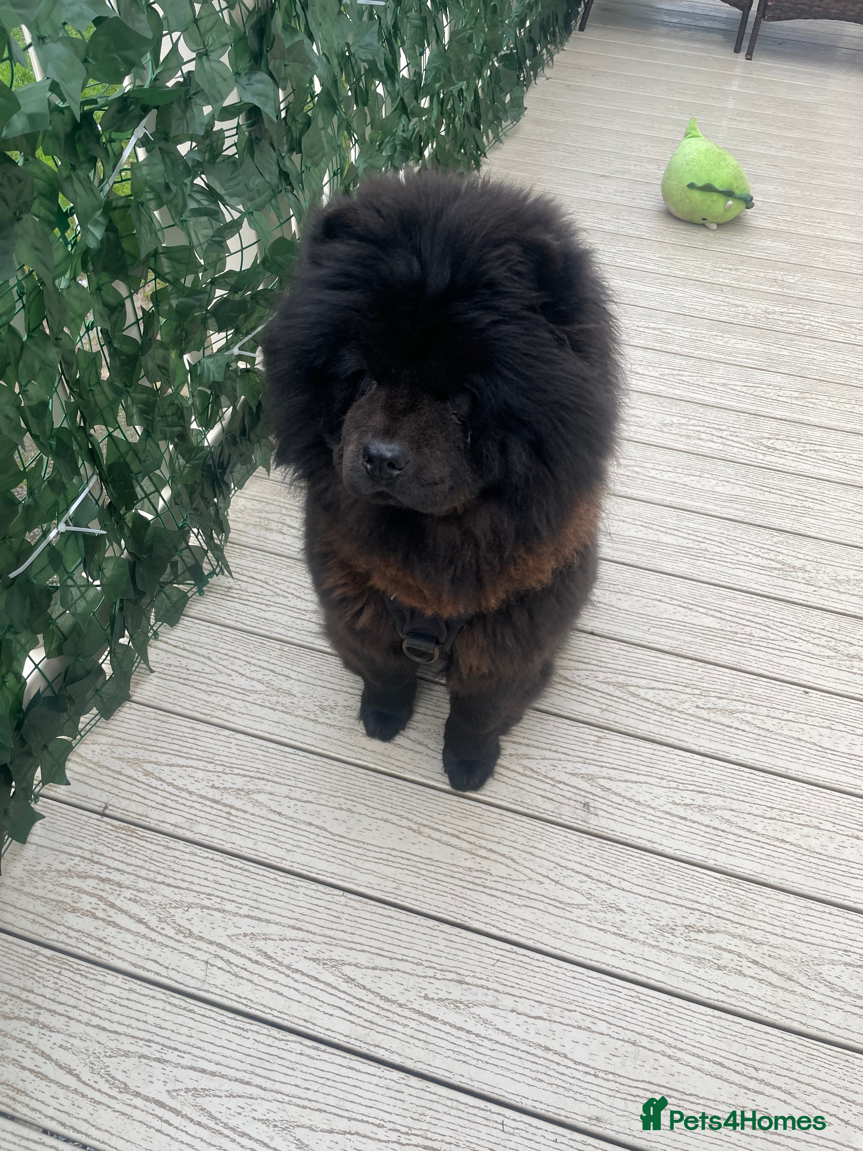 Chow Chow dogs Beautiful 1 Year Old Female ChowChow–Fully Trained - Advert 1