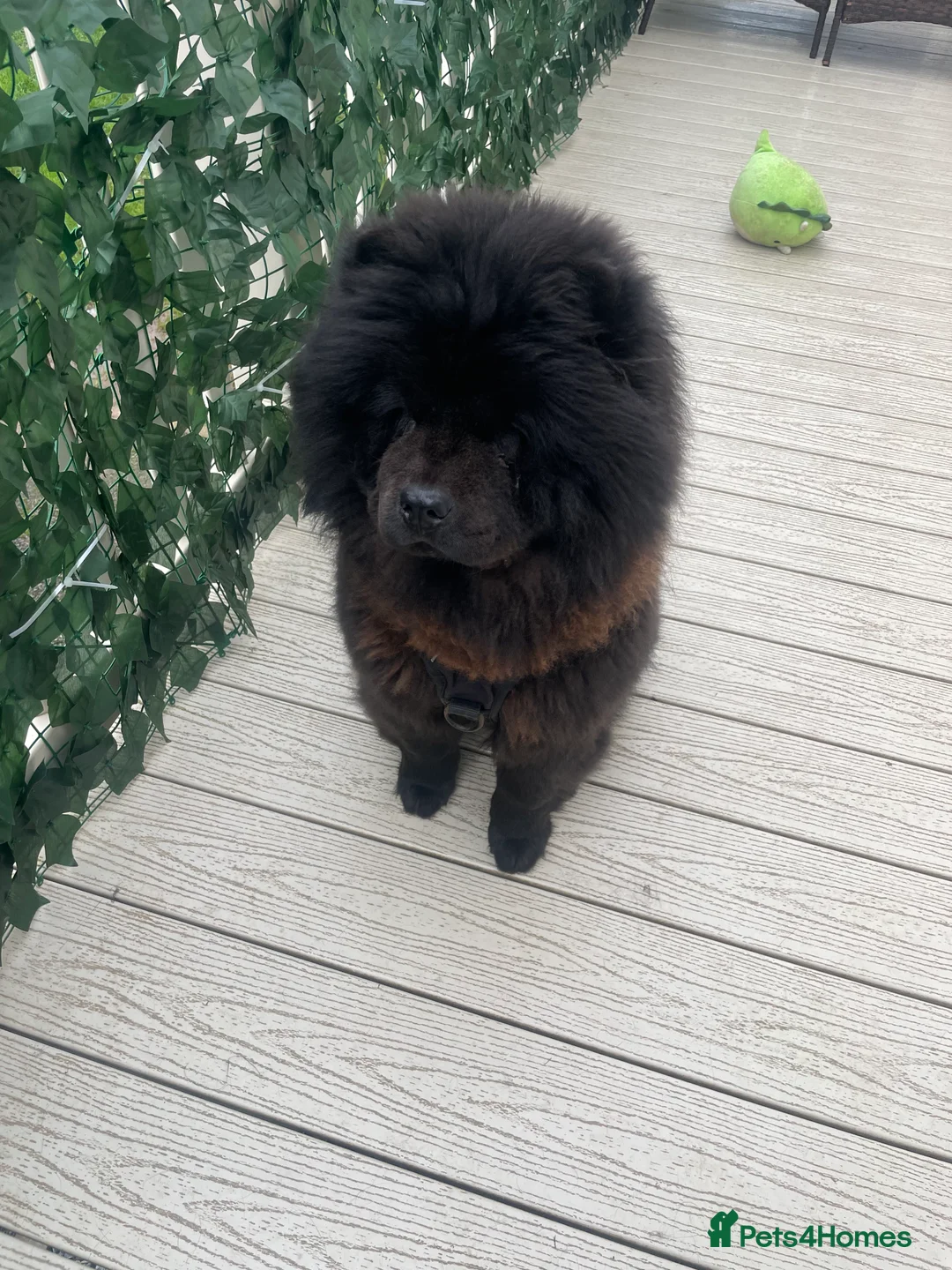 Chow Chow dogs for sale: Beautiful 1 Year Old Female ChowChow–Fully Trained - Advert 1
