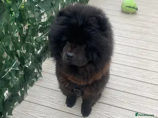 Chow Chow dogs Beautiful 1 Year Old Female ChowChow–Fully Trained - Advert 1