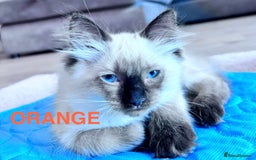 Ragdoll cats for sale: 🥰 Beautiful Radoll Kittens 😍 2 kitten left - Image 11