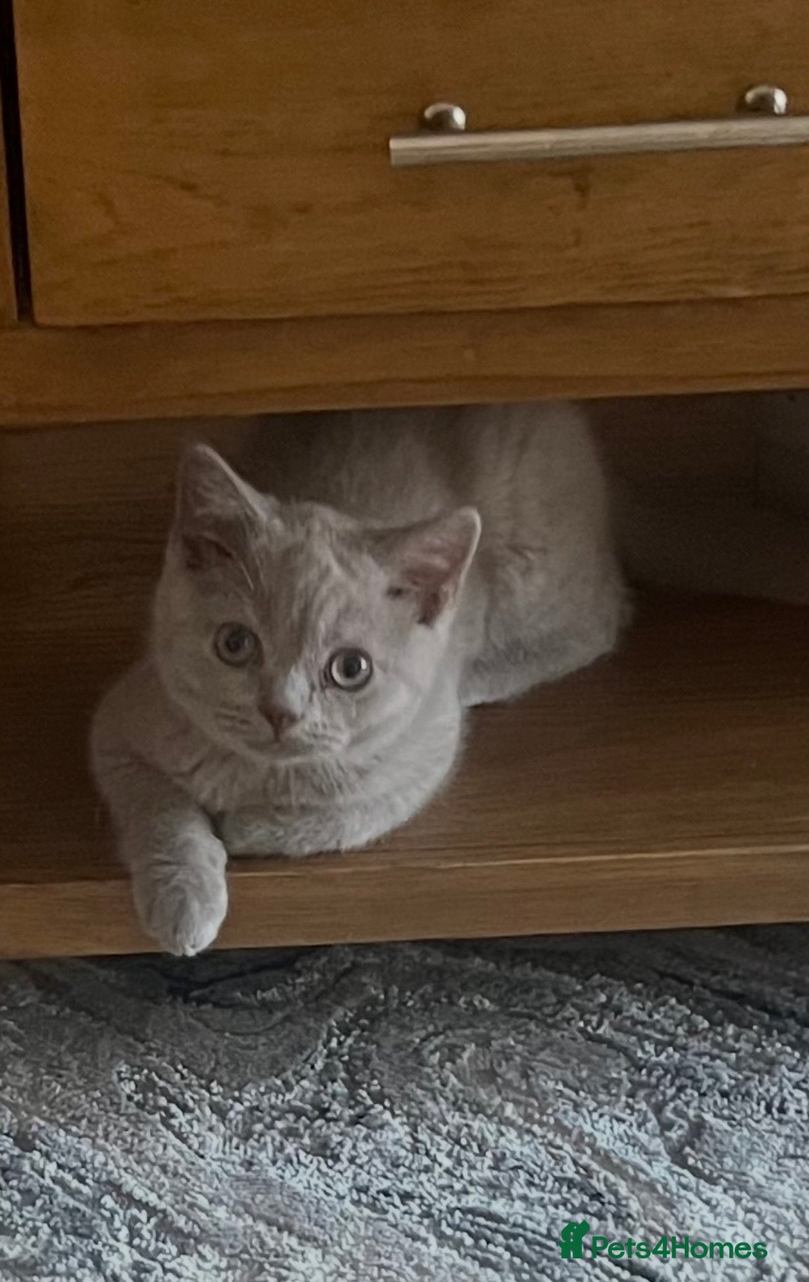 British Shorthair cats 1 LILAC BOY READY NOW - Advert 2