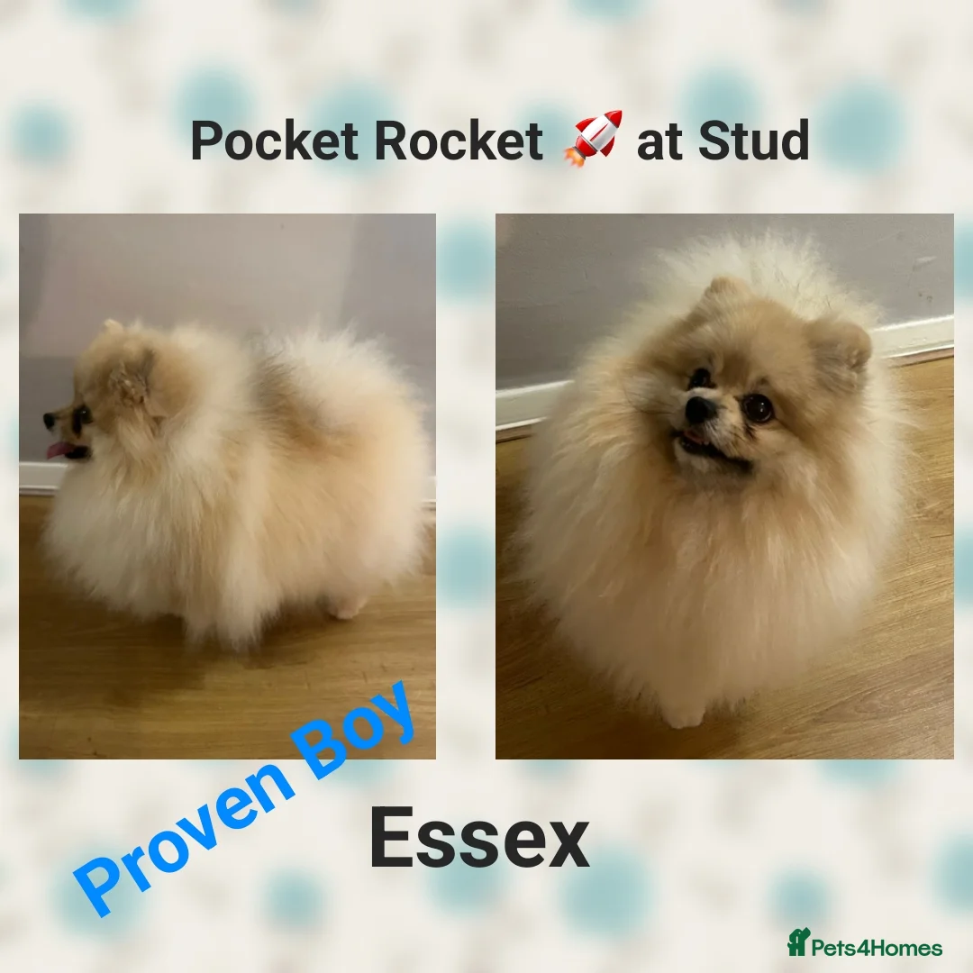 Pomeranian dogs for stud: Rocket Pomeranian stud  in Romford - Advert 8