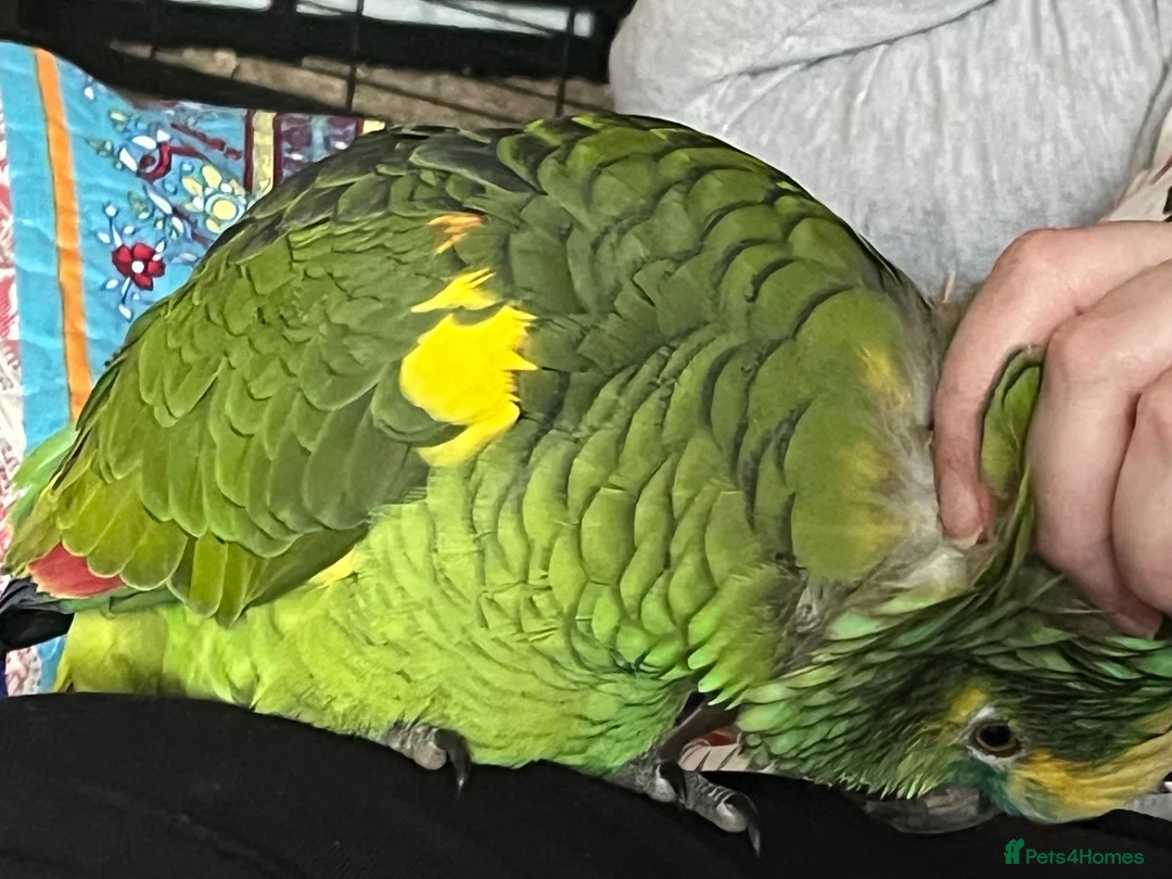 Parrots birds for sale: Stunning 4-Year-Old Blue-Fronted Amazon  in Redruth - Advert 4