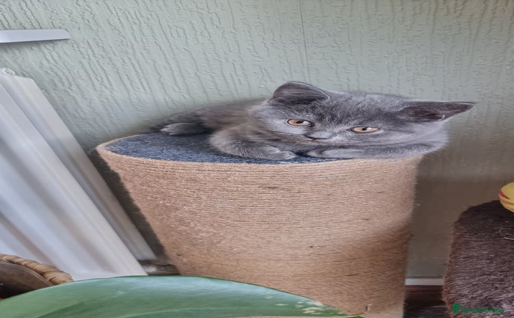 Scottish Fold cats - Advert 16