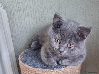 Scottish Fold cats - Advert 29