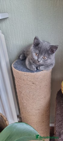 Scottish Fold cats - Advert 2
