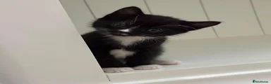 Tuxedo 1