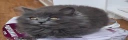 British Longhair cats for sale: Gorgeous British Blue longhair kittens - Advert 20
