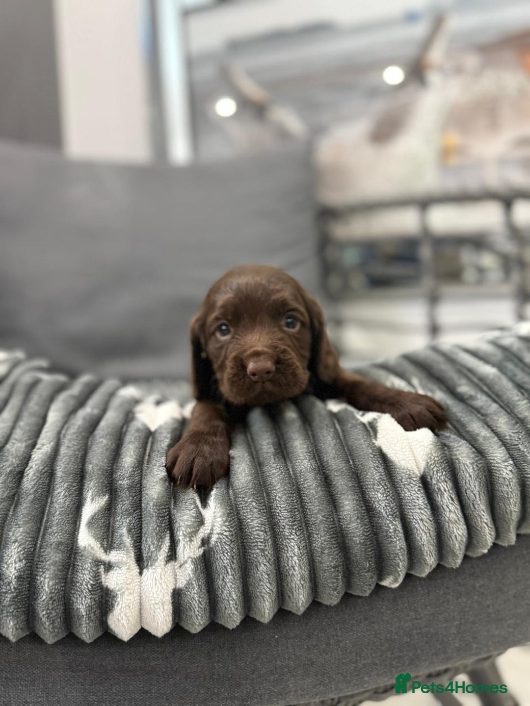 Cocker Spaniel dogs for sale: Cocker spaniel puppies - Advert 6