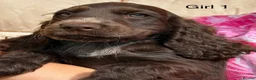 Cocker Spaniel dogs for sale: KC registered show type cocker spaniels Ready now  - Advert 27