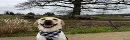 Labrador Retriever dogs for stud: White Labrador stud in Morpeth - Advert 12