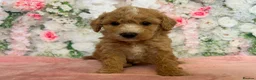 Toy Poodle dogs for sale: Outstanding KC Toy Poodles - READY NOW - Advert 8