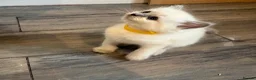 Ragdoll cats for sale: Beautiful girl Ragdolls  - Advert 24