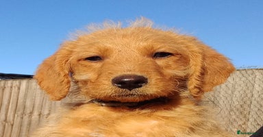 Labradoodle dogs - Advert 1