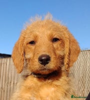 Labradoodle dogs - Advert 1