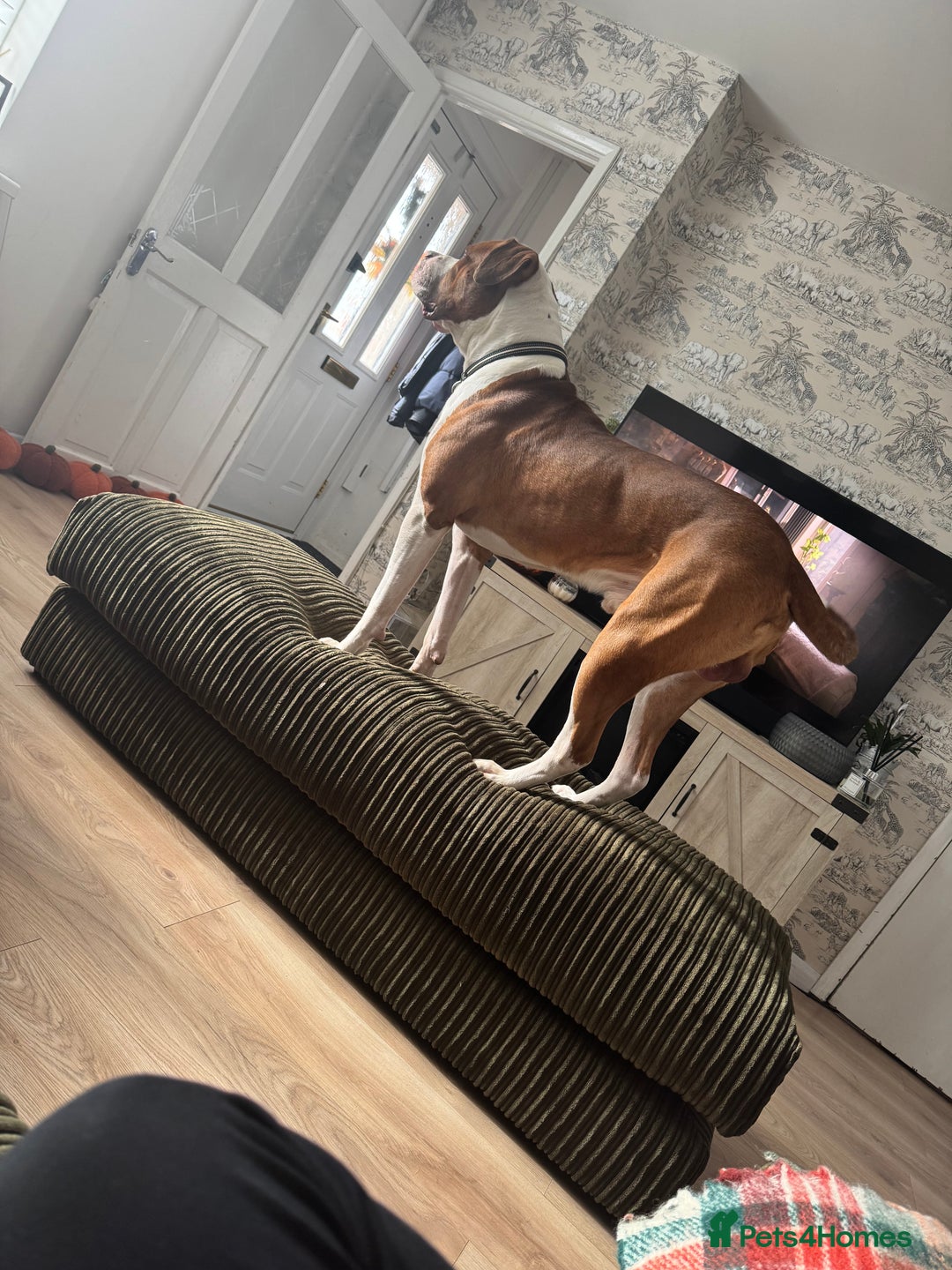 Mixed Breed dogs for sale: Boysie - Advert 20