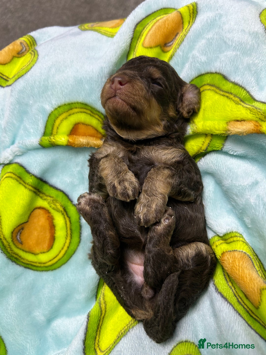 Toy Poodle dogs for sale: Toy poodle girls and boy - Image 19