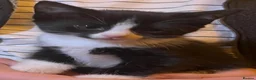 Mixed Breed cats for sale: Gorgeous playful kittens - Advert 13