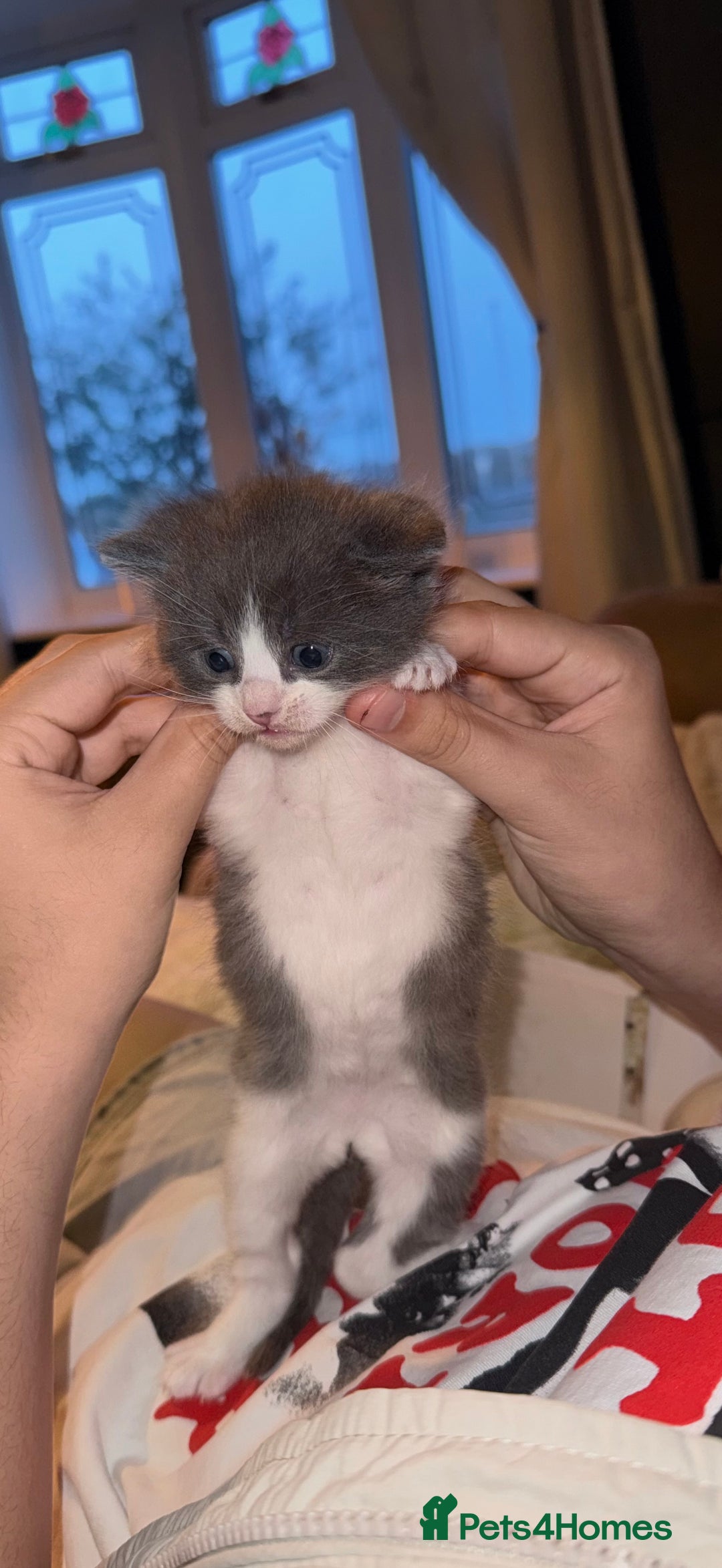 Ragdoll cats for sale: Ragdoll x for sale  - Advert 3