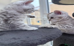 British Shorthair cats for sale: GCCF BSH Chinchilla Rare, Beautiful Kittens - Image 19