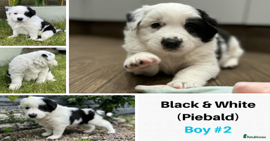 Border Collie dogs - Advert 3