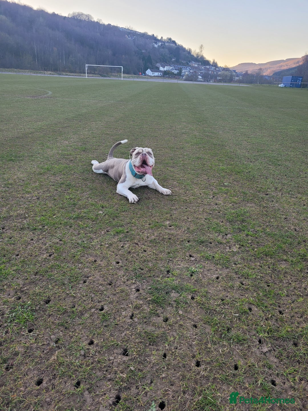 Old Tyme Bulldog dogs for sale: Old tyme bulldog - Image 3