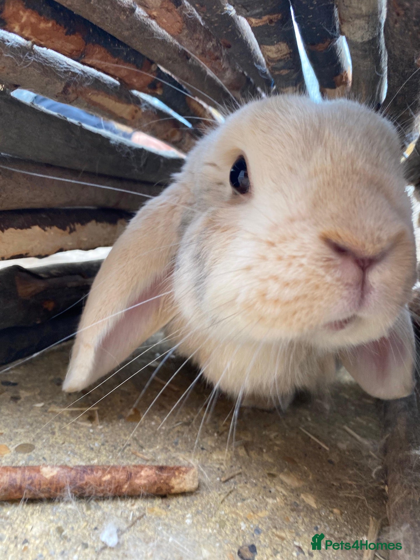 Dwarf Lop rabbits Lovely male outdoor dwarf lop - Advert 1