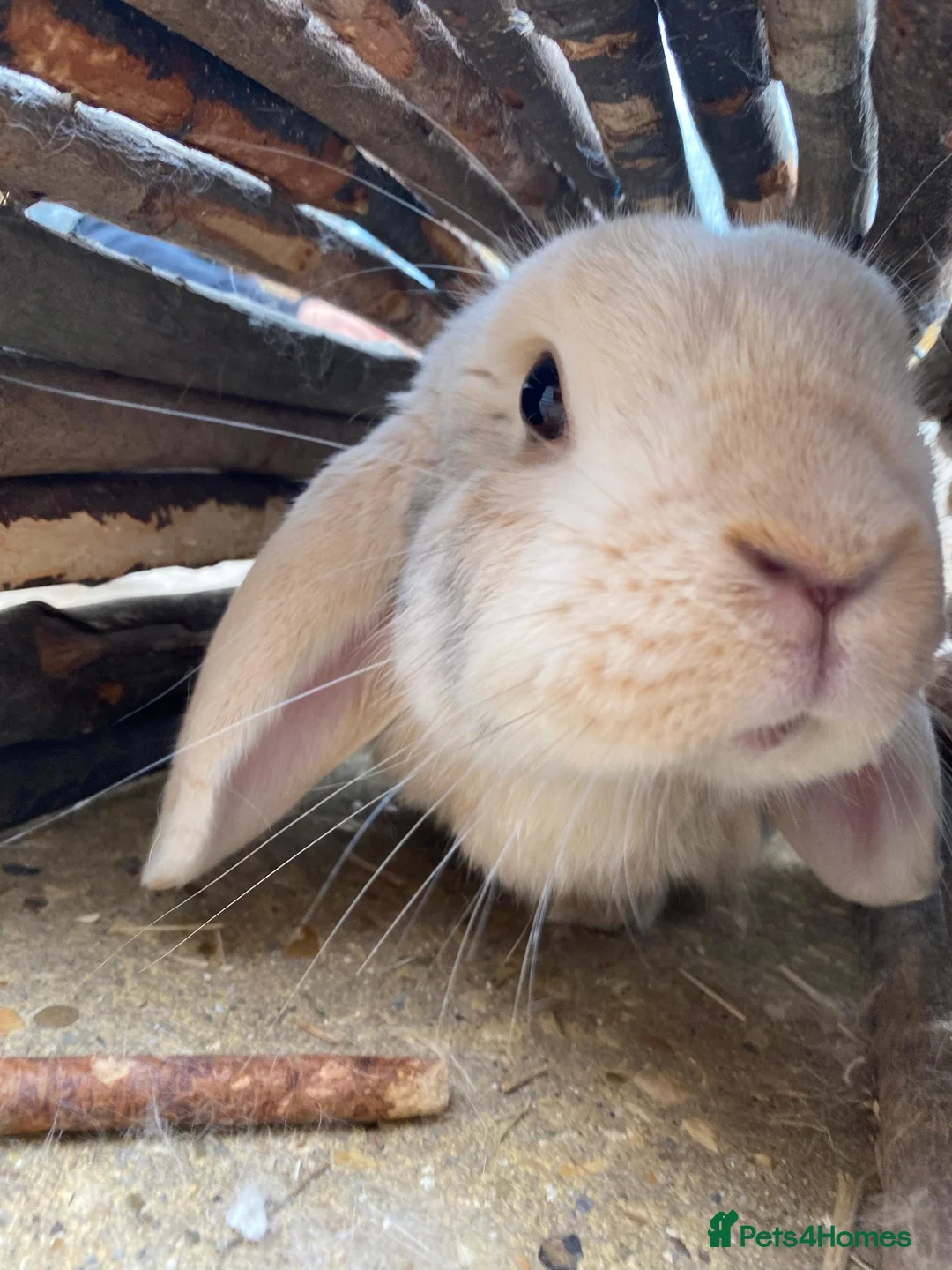 Dwarf Lop rabbits for sale: Lovely male outdoor dwarf lop in Ivybridge - Advert 1