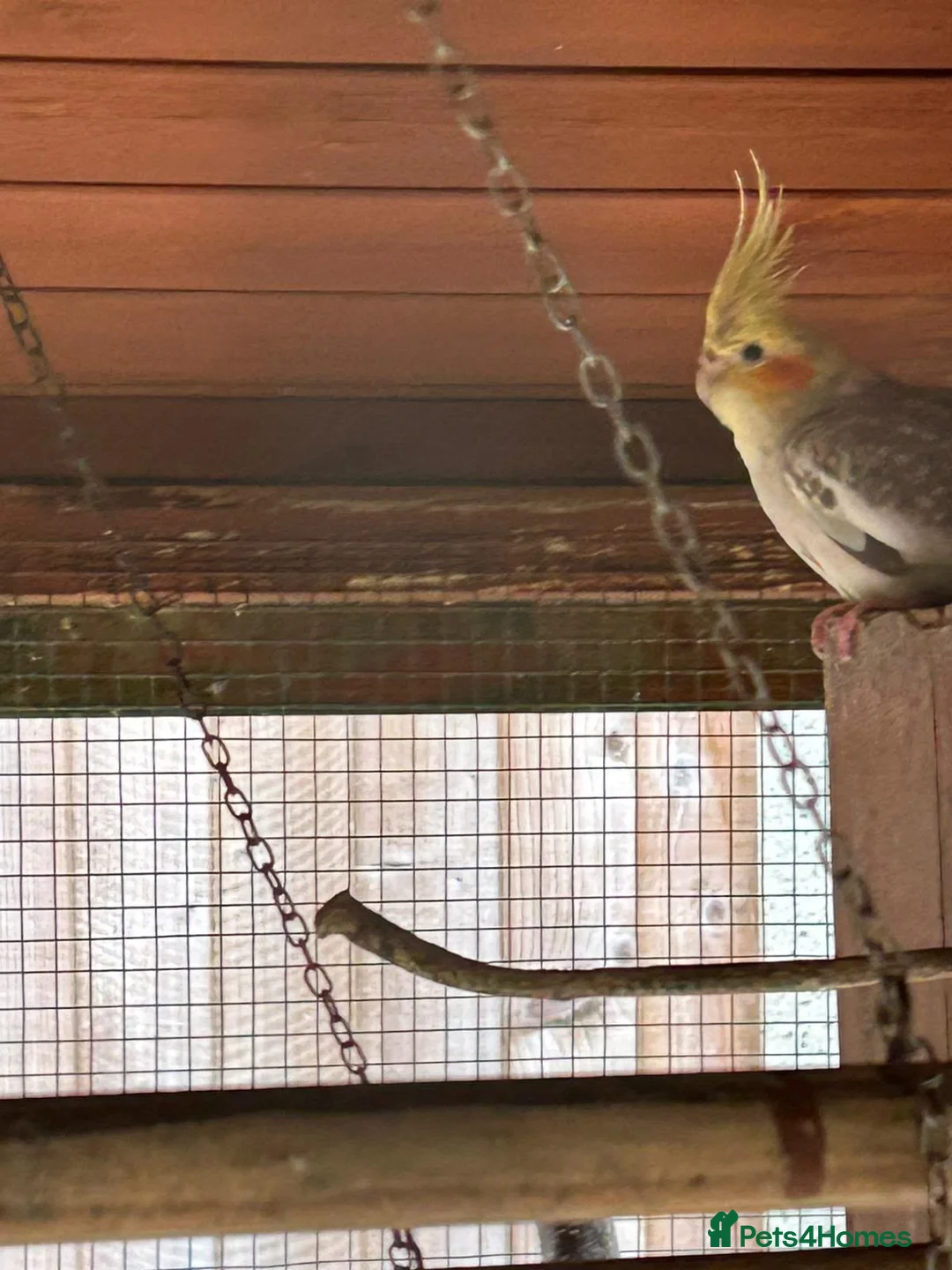 Cockatiels birds for sale: Cockatiels/rosella  - Advert 2