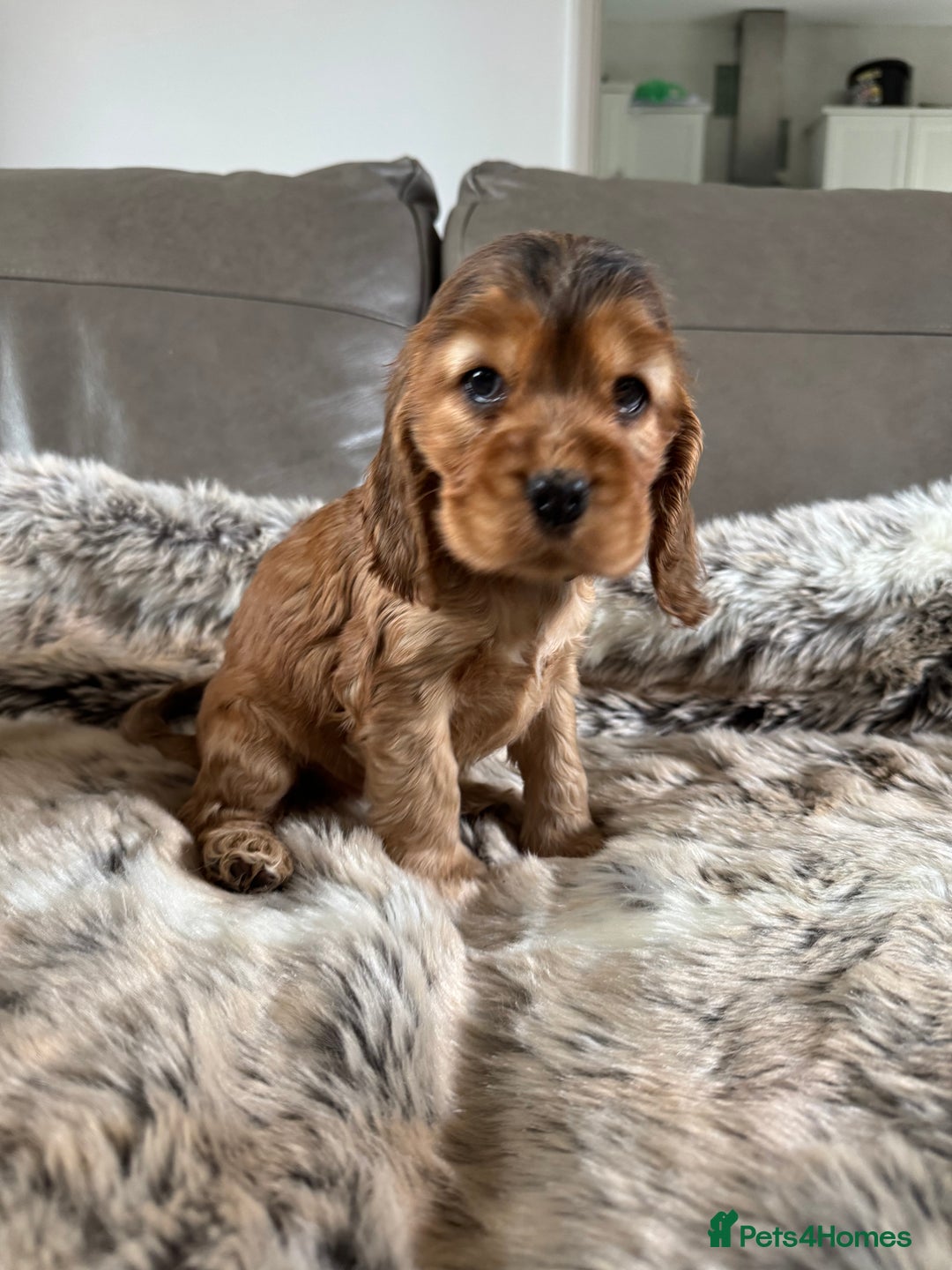 Cocker Spaniel dogs for sale: 🐶 Beautiful Show-Type Cocker Spaniel Puppies 🐶 - Advert 27