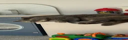 British Shorthair cats for sale: British shorthair  in Lytham Saint Annes - Advert 2