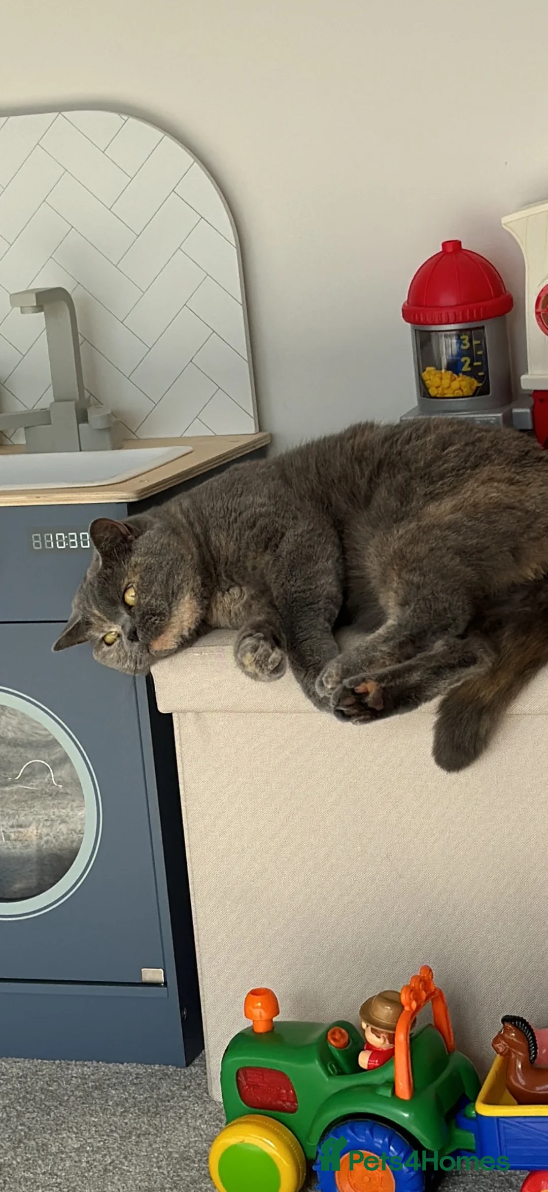 British Shorthair cats for sale: British shorthair  in Lytham Saint Annes - Advert 2