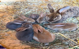 Rex rabbits for sale: Rex rabbits for sale - Image 15