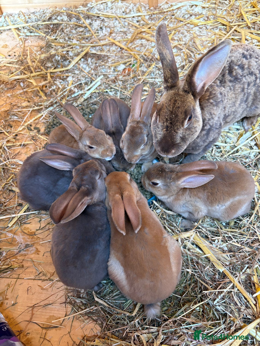 Rex rabbits for sale: Rex rabbits for sale - Image 15