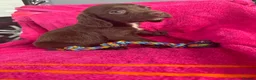 Sprocker dogs for sale: 5 chocolate Sprockers  - Advert 9