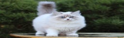 Siberian cats for stud: Gorgeous Champion Line Siberian for Stud in Reading - Advert 2