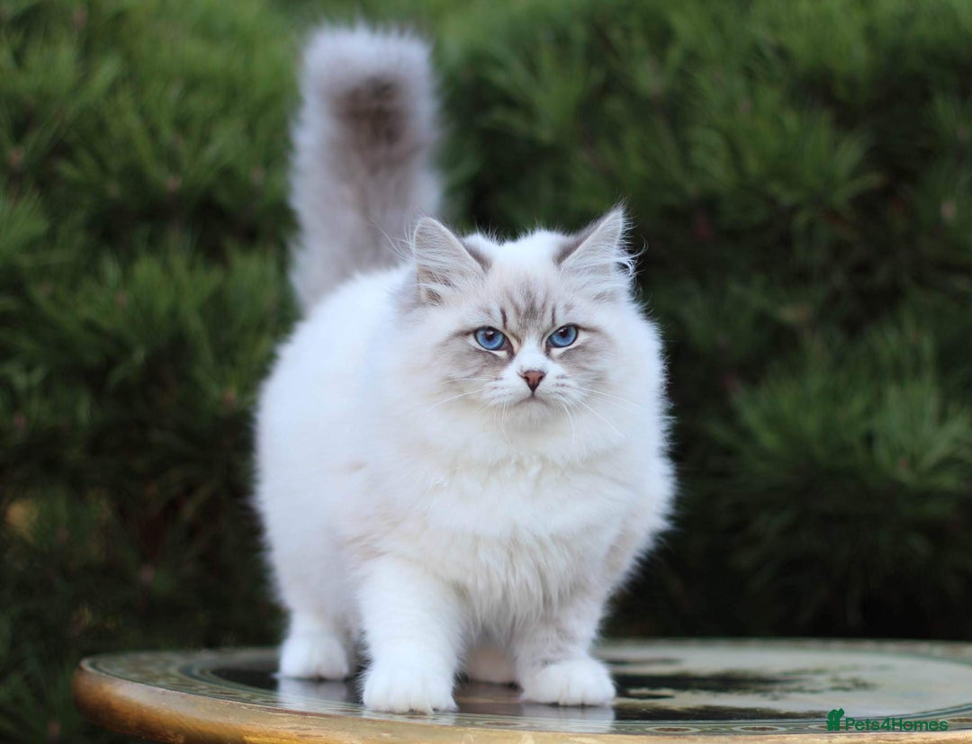 Siberian cats for stud: Gorgeous Champion Line Siberian for Stud in Reading - Advert 2