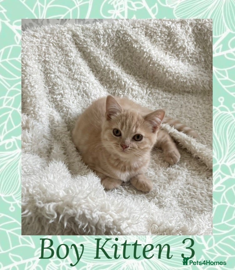 British Shorthair cats 🩷 British Shorthair Tabby Kittens *Ready Now* 💙 - Advert 2